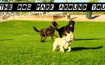 the dog park around you