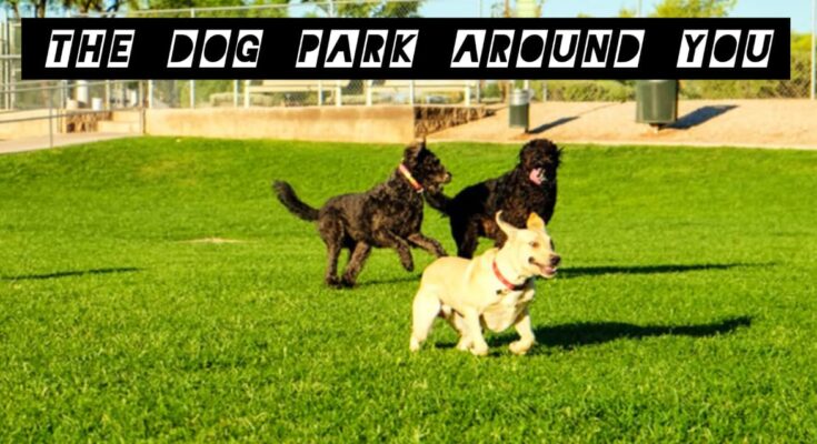 the dog park around you